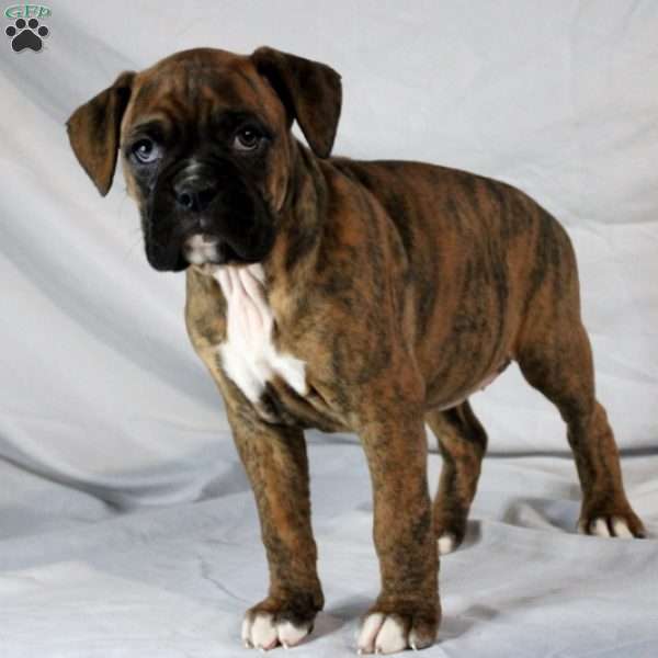 Marie, Boxer Puppy