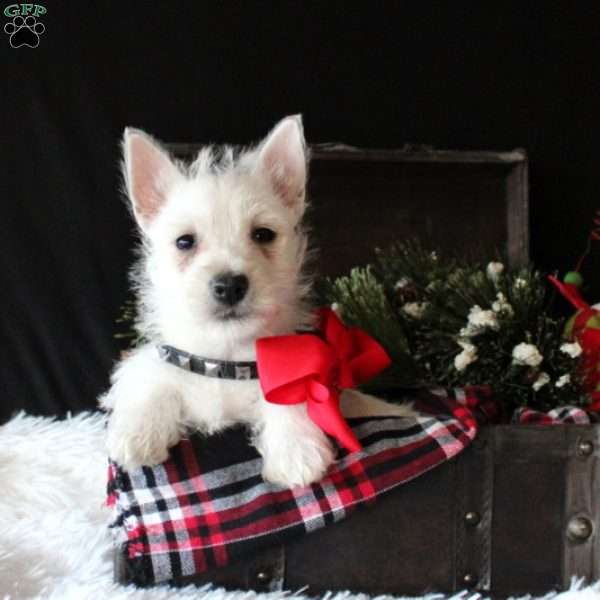 Marissa, West Highland Terrier Puppy