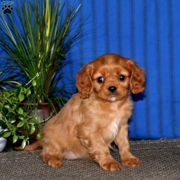 Marlee, Cavalier King Charles Spaniel Puppy