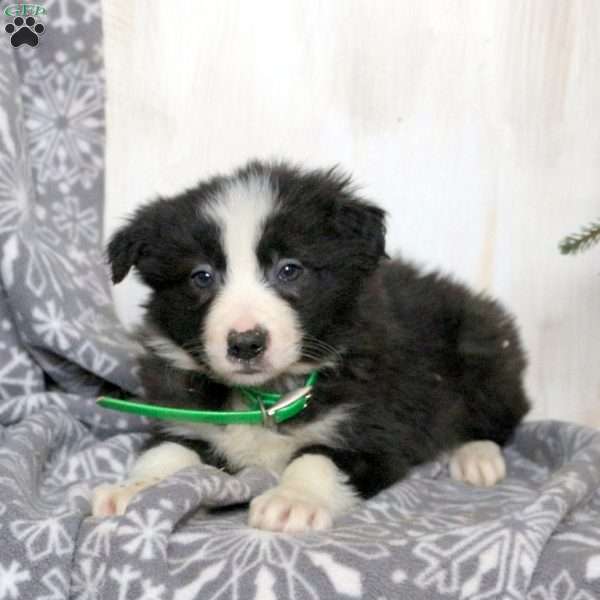 Marley, Border Collie Puppy