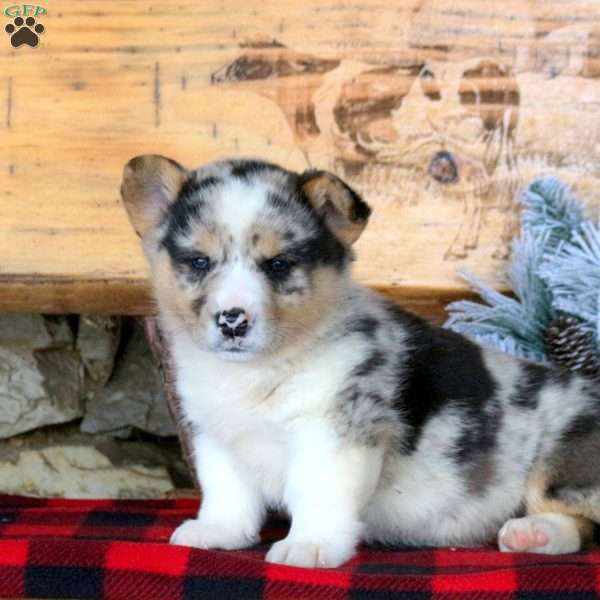 Aussie corgi puppies outlet for sale