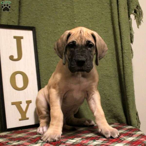 Mars, Great Dane Puppy