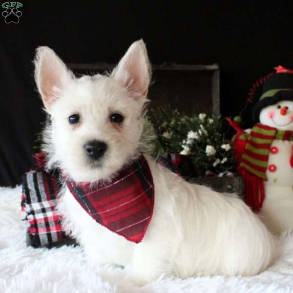Marsha, West Highland Terrier Puppy