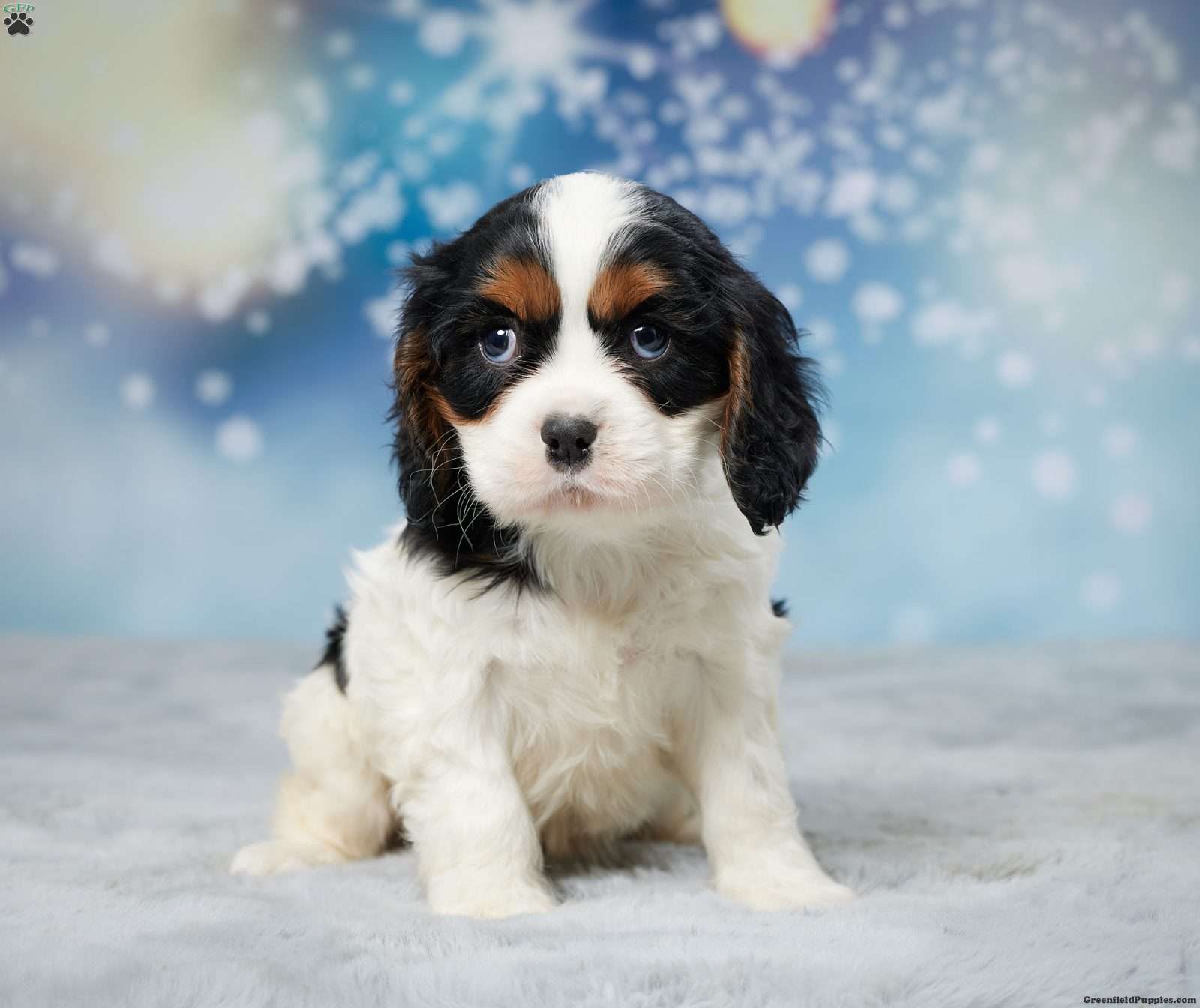 Mason - Cavalier King Charles Spaniel Puppy For Sale in Ohio