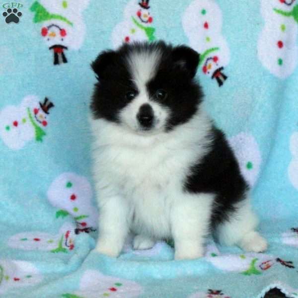 Mason, Pomeranian Puppy