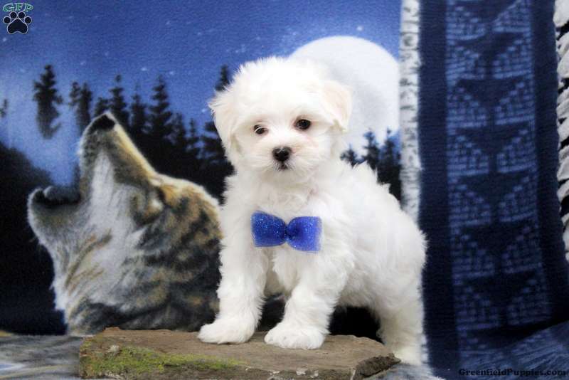 Mason Maltichon Puppy For Sale in Pennsylvania
