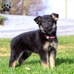 German Shepherd Puppies For Sale - Greenfield Puppies