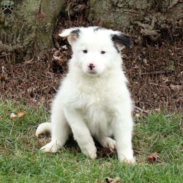 Mavis, Border Collie Puppy