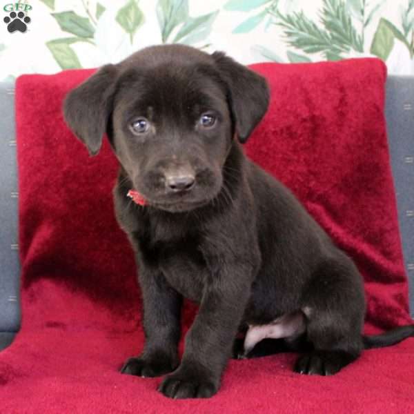 Max, Black Labrador Retriever Puppy