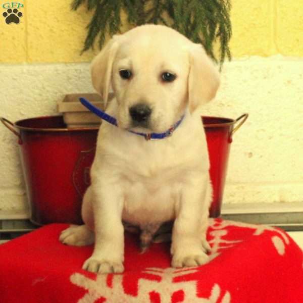 Max, Golden Labrador Puppy