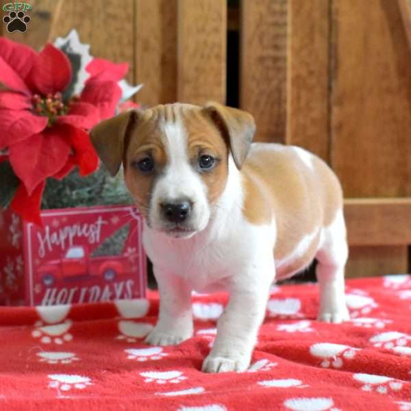 Max, Jack Russell Terrier Puppy