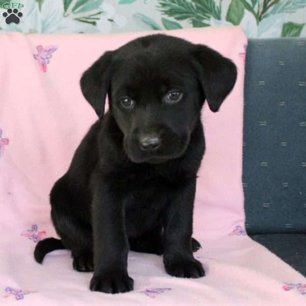 May, Black Labrador Retriever Puppy