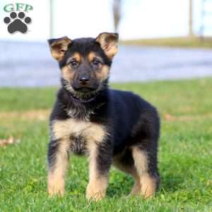 German Shepherd Puppies For Sale - Greenfield Puppies