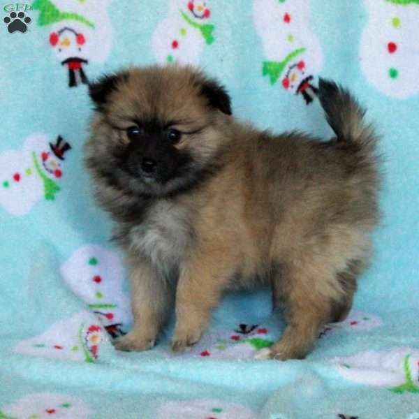 Melody, Pomeranian Puppy