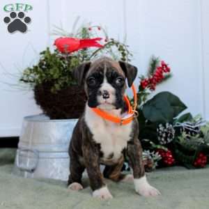 Melody, Boxer Puppy