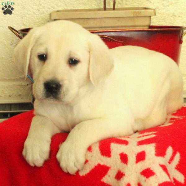 Memphis, Golden Labrador Puppy