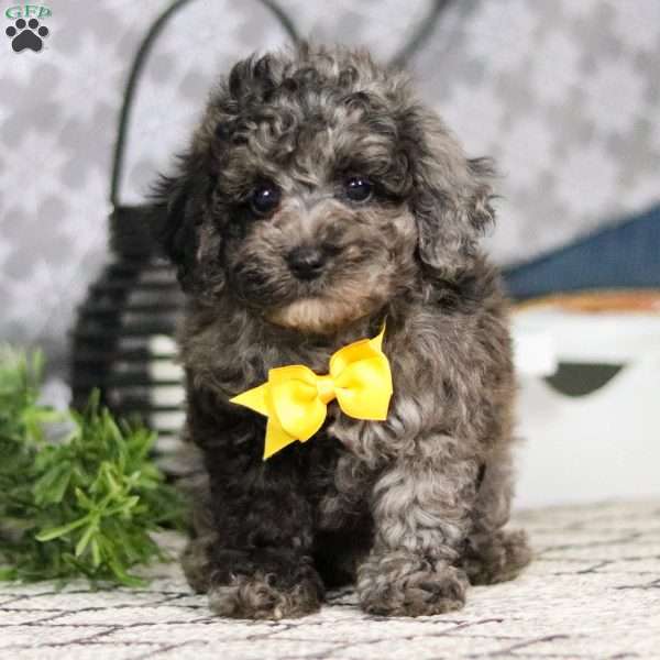 Merlin, Miniature Poodle Puppy