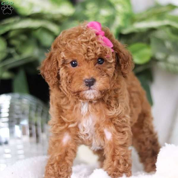 Merry, Goldendoodle Puppy