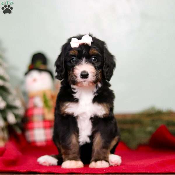 Merry, Bernedoodle Puppy