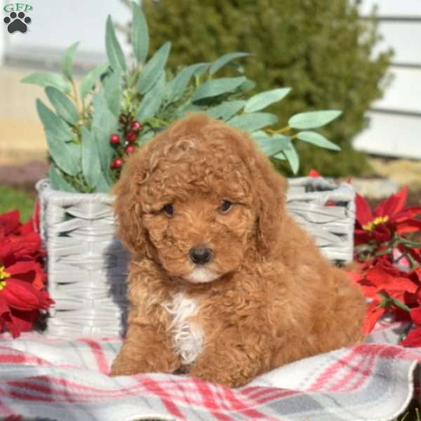 Merry, Miniature Poodle Puppy