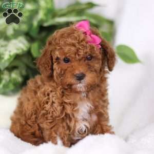 Merry, Goldendoodle Puppy