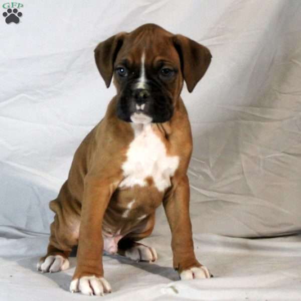 Mervin, Boxer Puppy