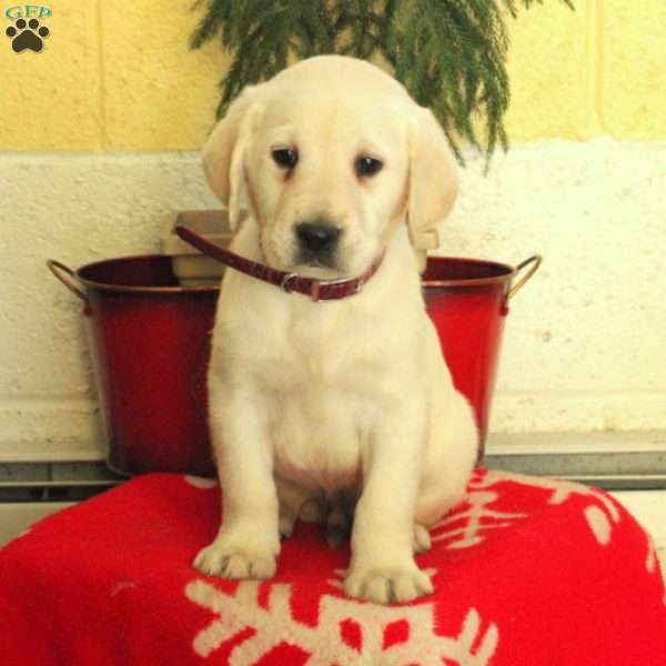 Mickey, Golden Labrador Puppy