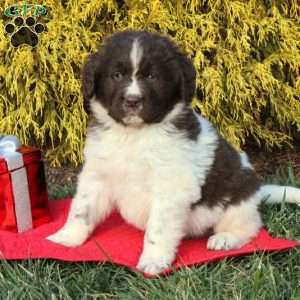 Newfoundland Puppies for Sale - Greenfield Puppies