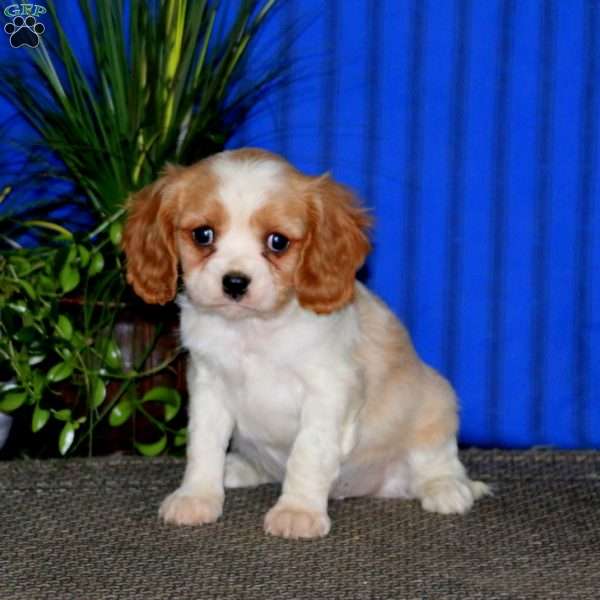Mickey, Cavalier King Charles Spaniel Puppy