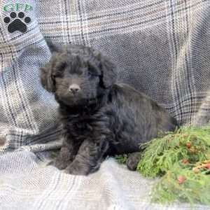 Mini Aussiedoodle Puppies For Sale - Greenfield Puppies