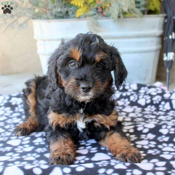 Mike, Mini Aussiedoodle Puppy