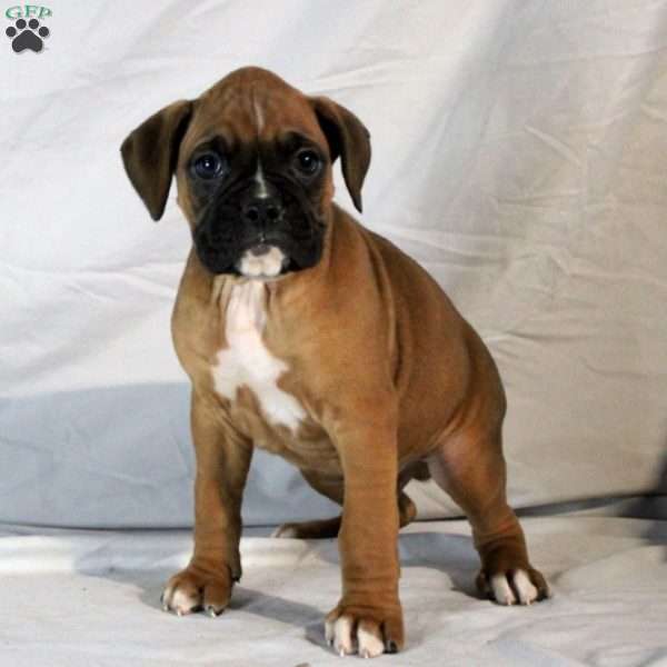 Miles, Boxer Puppy