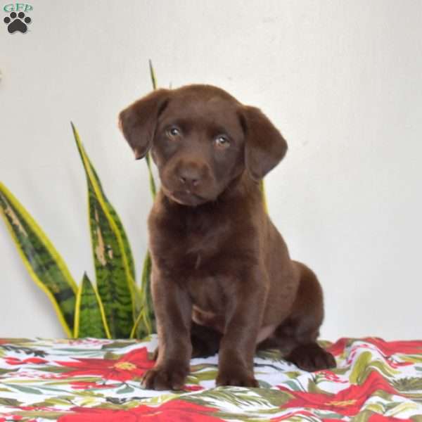 Miles, Chocolate Labrador Retriever Puppy