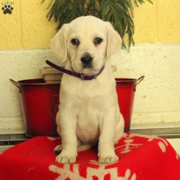 Millie, Golden Labrador Puppy