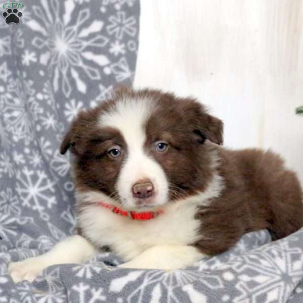 Milo, Border Collie Puppy