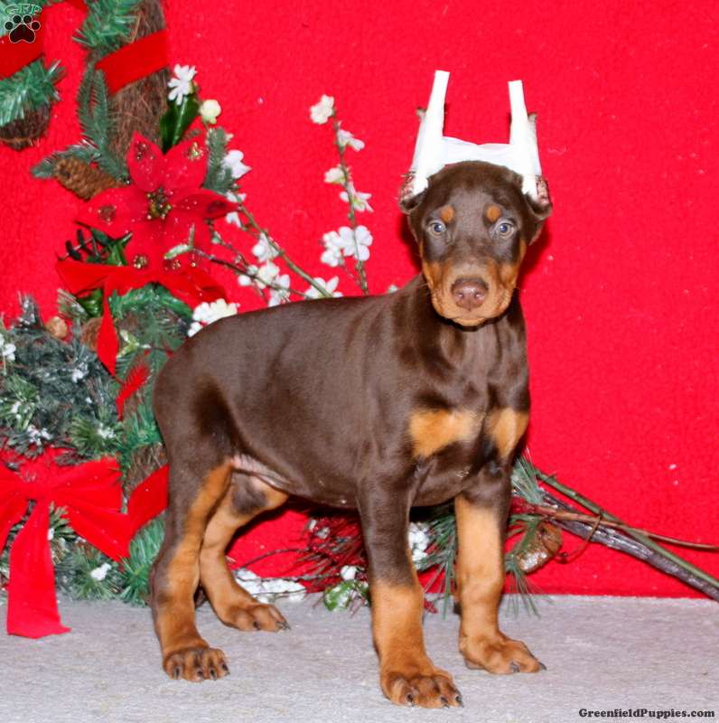 Mindy Doberman Pinscher Puppy For Sale in Pennsylvania