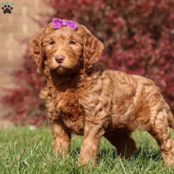 Miracle, Goldendoodle Puppy