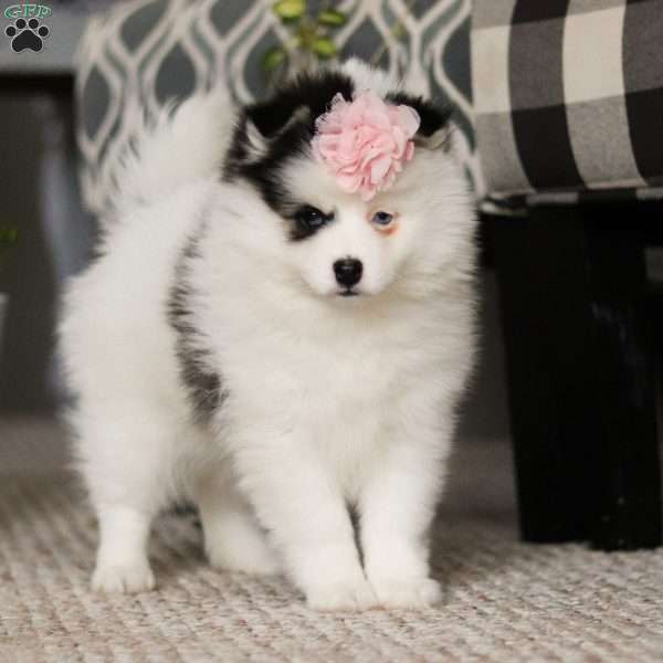 Misha, Pomsky Puppy