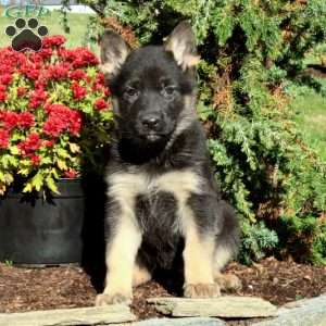 German Shepherd Puppies For Sale - Greenfield Puppies