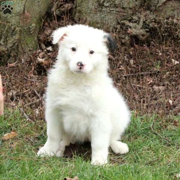 Missy, Border Collie Puppy