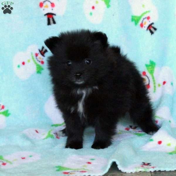 Missy, Pomeranian Puppy