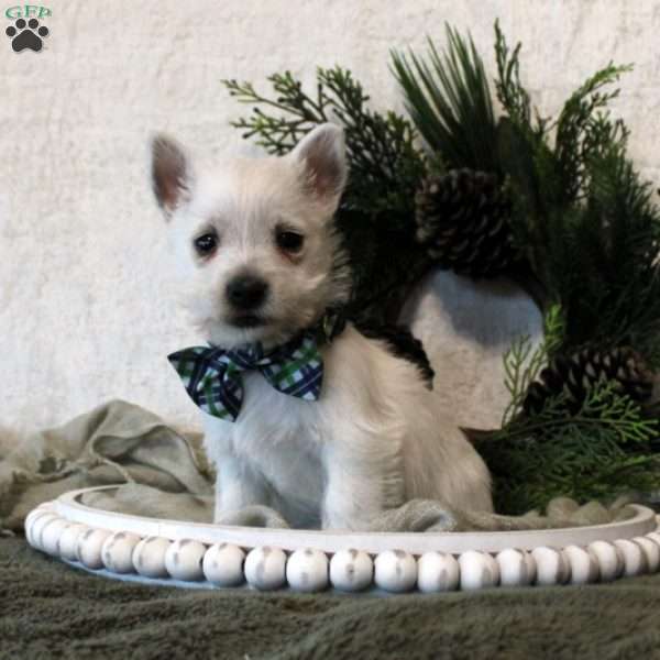 Mitchell, West Highland Terrier Puppy
