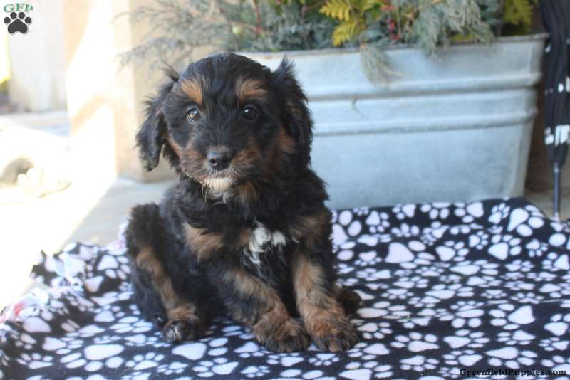Moe Mini Aussiedoodle Puppy For Sale in Pennsylvania
