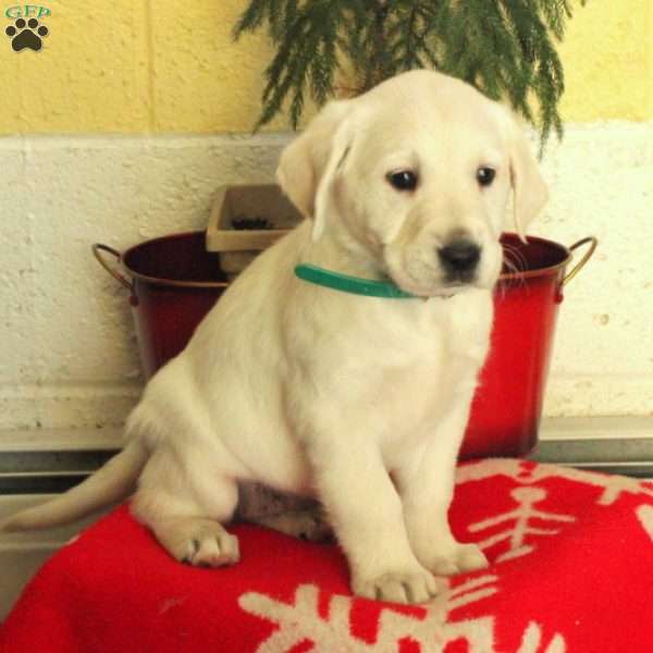 Molly, Golden Labrador Puppy