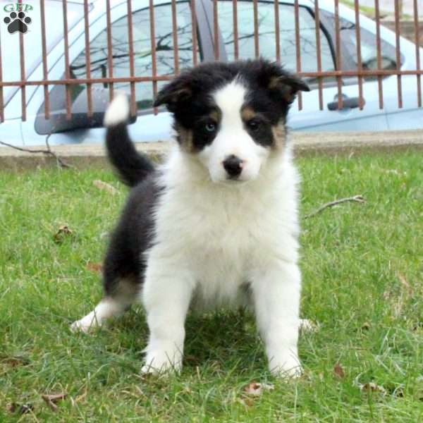 Monty, Border Collie Puppy