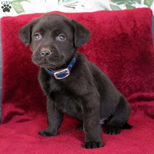 Mosby, Black Labrador Retriever Puppy