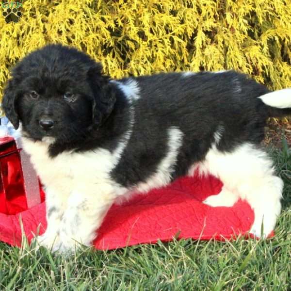Moxie - Newfoundland Puppy For Sale in Pennsylvania