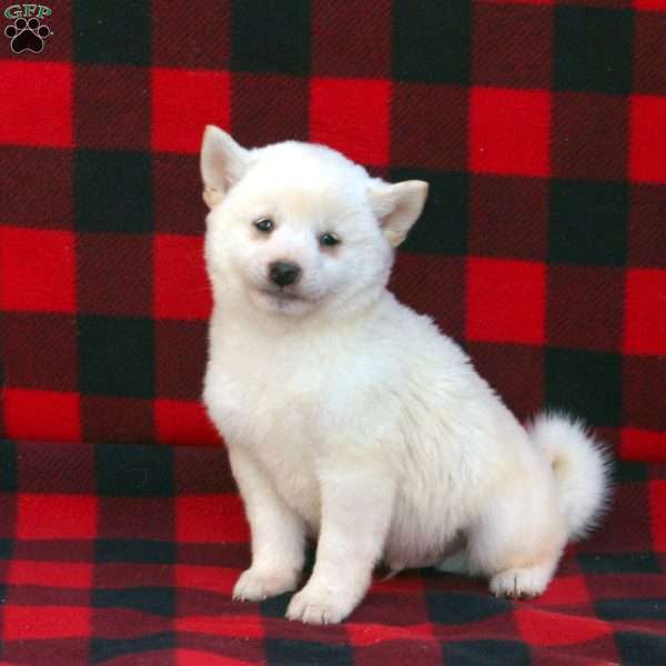 Mumford, Shiba Inu Puppy