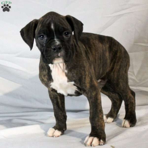 Myers, Boxer Puppy
