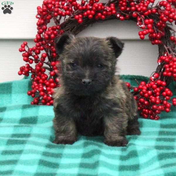 Ned, Cairn Terrier Puppy
